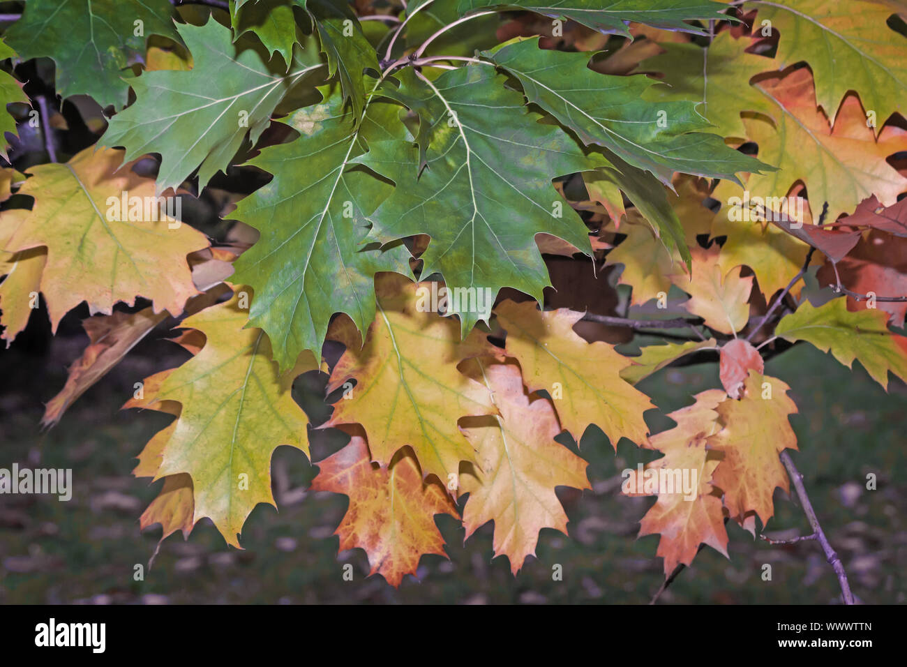 Gelben Blätter im Herbst auf einem Ast der Eiche. Stockfoto