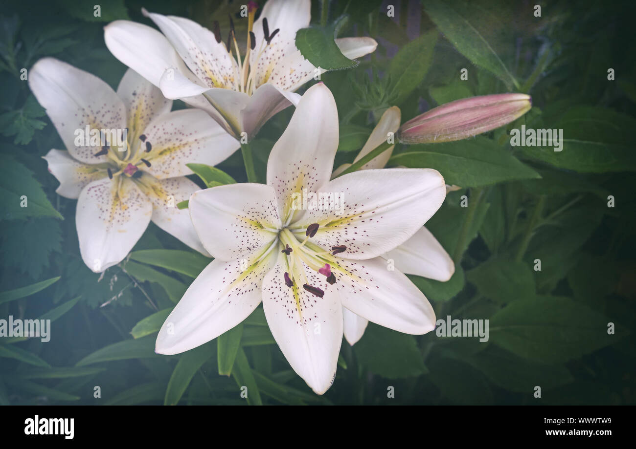 White Lily Blumen unter grünen Blättern Stockfoto