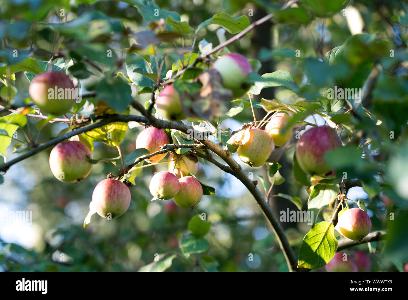 Schöner von Herrnhut, Herrnhuter, Deutsch apple Cultivar, Deutschland, Europa Stockfoto