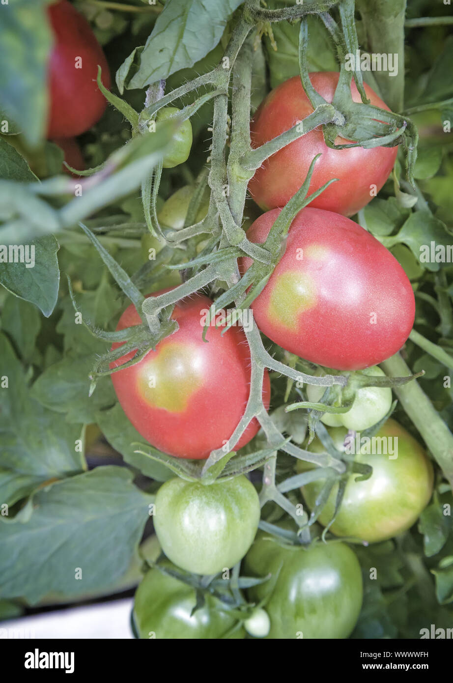 Tomaten Reifen auf die Zweige des Busches. Stockfoto