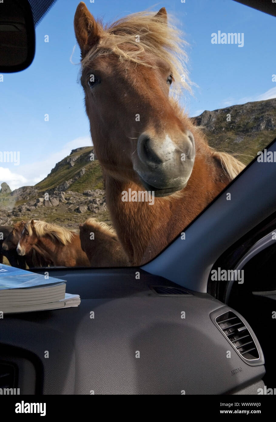 Isländische Pferd (Equus przewalskii f. caballus) neugierig in ein Auto, Vatnsnes, Island Stockfoto