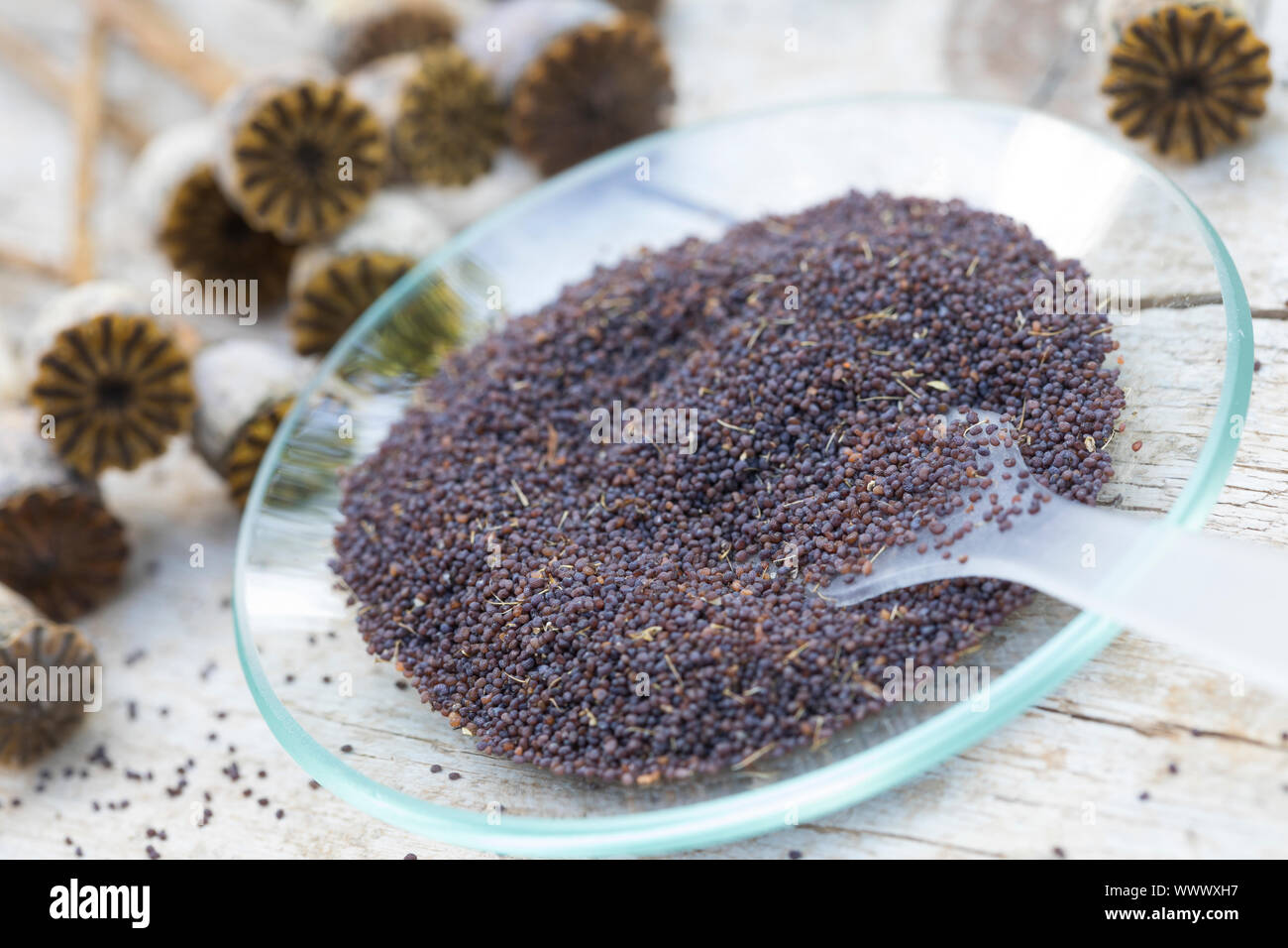 Mohn-Samen, Mohnsamen, Samen, Saat, Mohnkapsel, Mohnkapseln, Samenkapsel, Samenkapseln, Kräuterernte, Klatschmohn, Mohnblume, Klatsch-Mohn, Klatschros Stockfoto