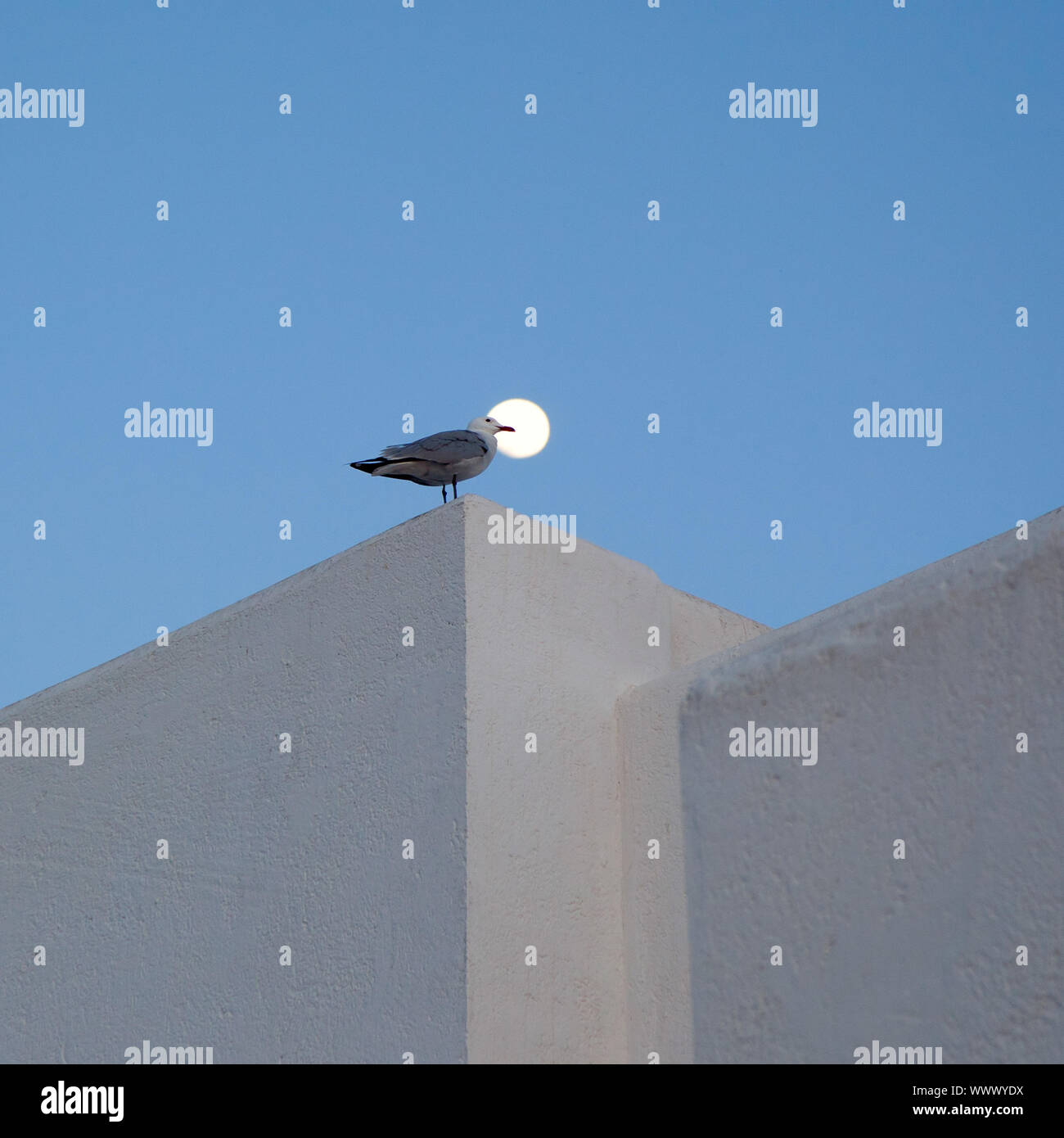 Mond und Möwe in einem mediterranen oben auf einem weissen Haus Stockfoto