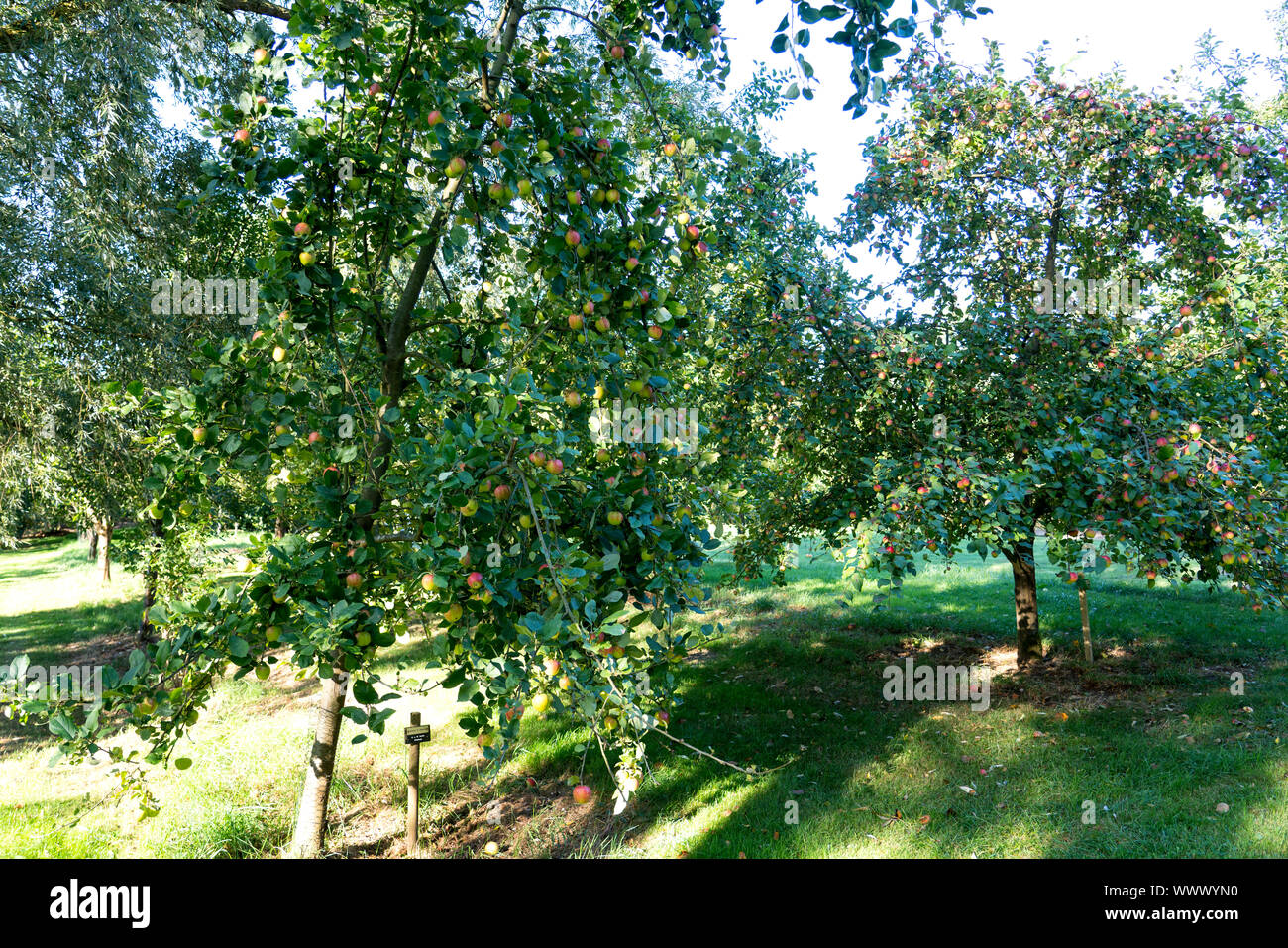 Geheimrat Dr. Oldenburg, Deutsch apple Cultivar, in Deutschland, in Europa; Stockfoto