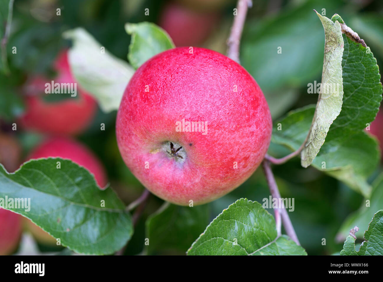 Ostener Kaiserapfel, Deutsch apple Cultivar, Deutschland, Europa Stockfoto