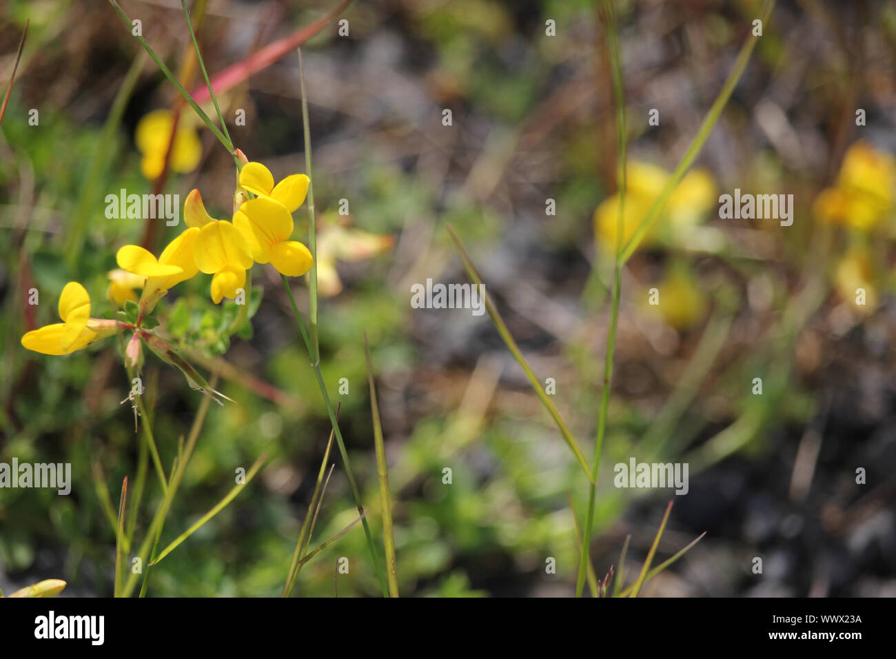 gelbe Blüte Stockfoto