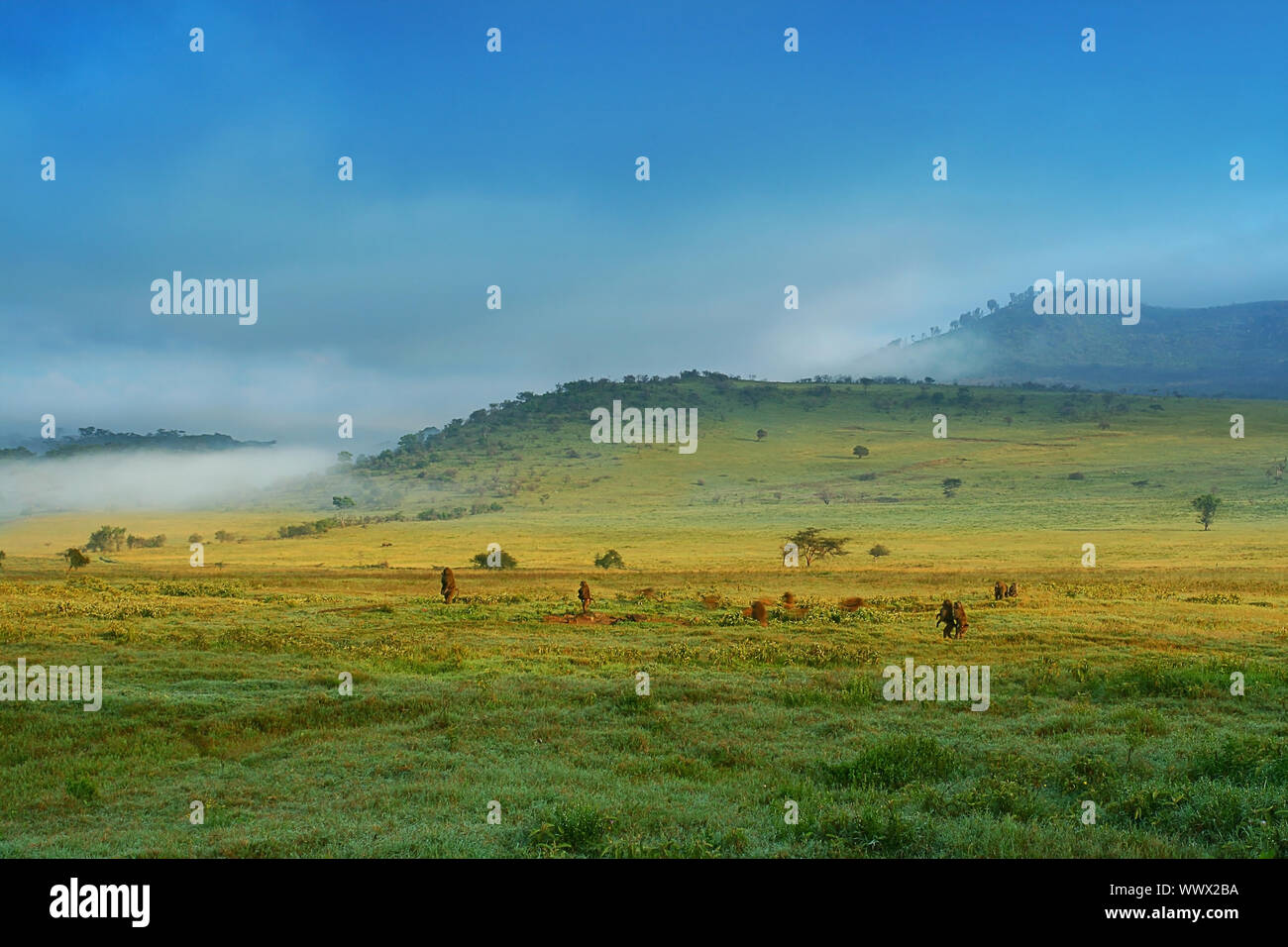 Affen in freier Wildbahn. Afrika. Kenia. Lake Nakuru Stockfoto