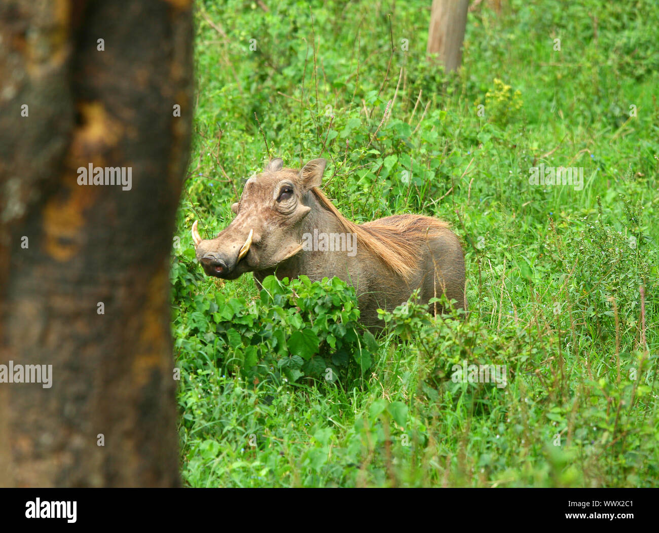 Portrait von Wildschweinen im Wald Stockfoto