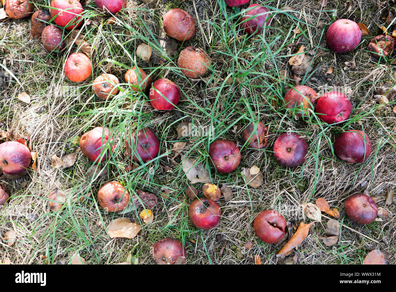Ostener Kaiserapfel, Deutsch apple Cultivar, Deutschland, Europa Stockfoto