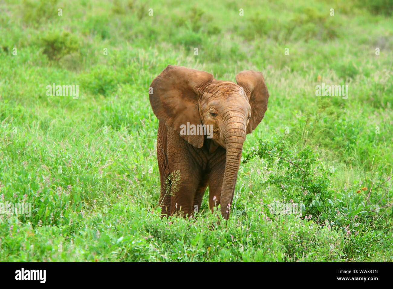Baby-Elefanten in freier Wildbahn Stockfoto
