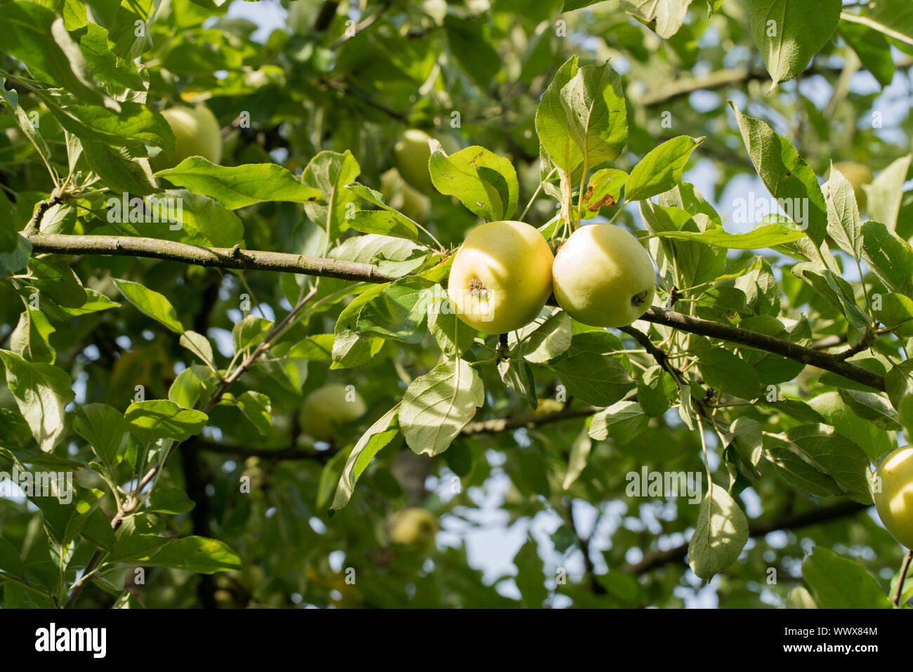 Gelber Richard, Deutscher Äpfel der Sorte, Deutschland, Europa Stockfoto