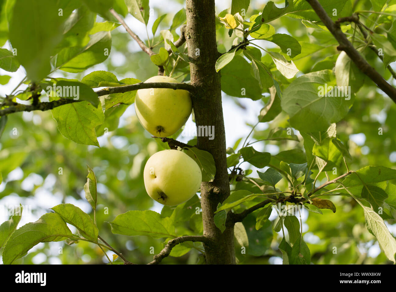 Gelber Richard, Deutscher Äpfel der Sorte, Deutschland, Europa Stockfoto