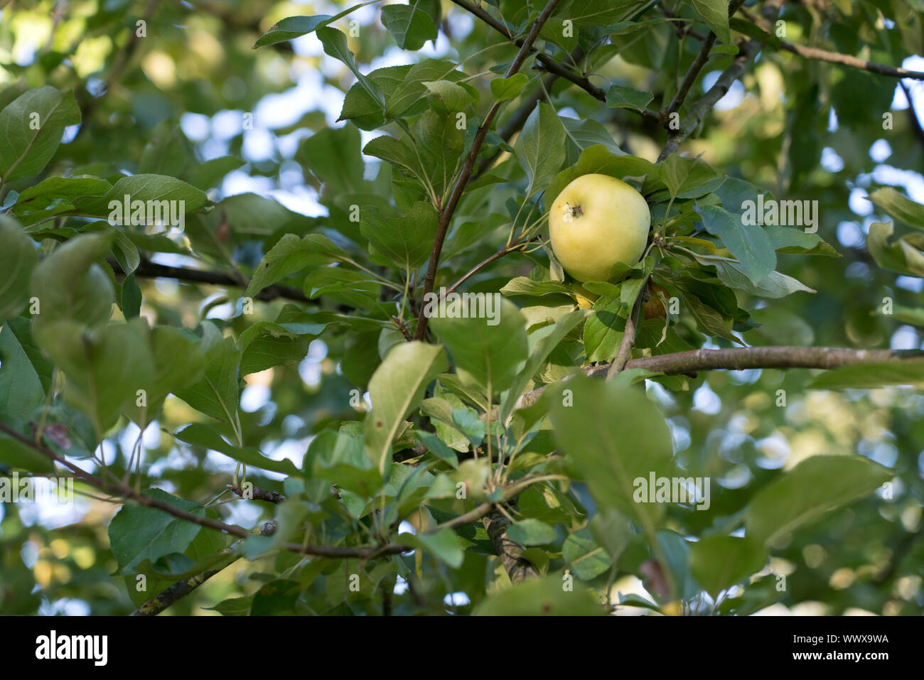 Gelber Richard, Deutscher Äpfel der Sorte, Deutschland, Europa Stockfoto