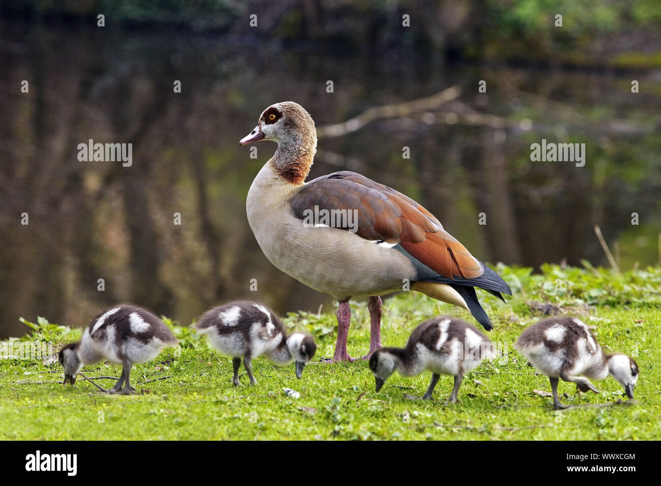 Nilgans (Alopochen aegyptiacus) mit vier Huhn in einem Park, der von der Wasserseite, Deutschland Stockfoto