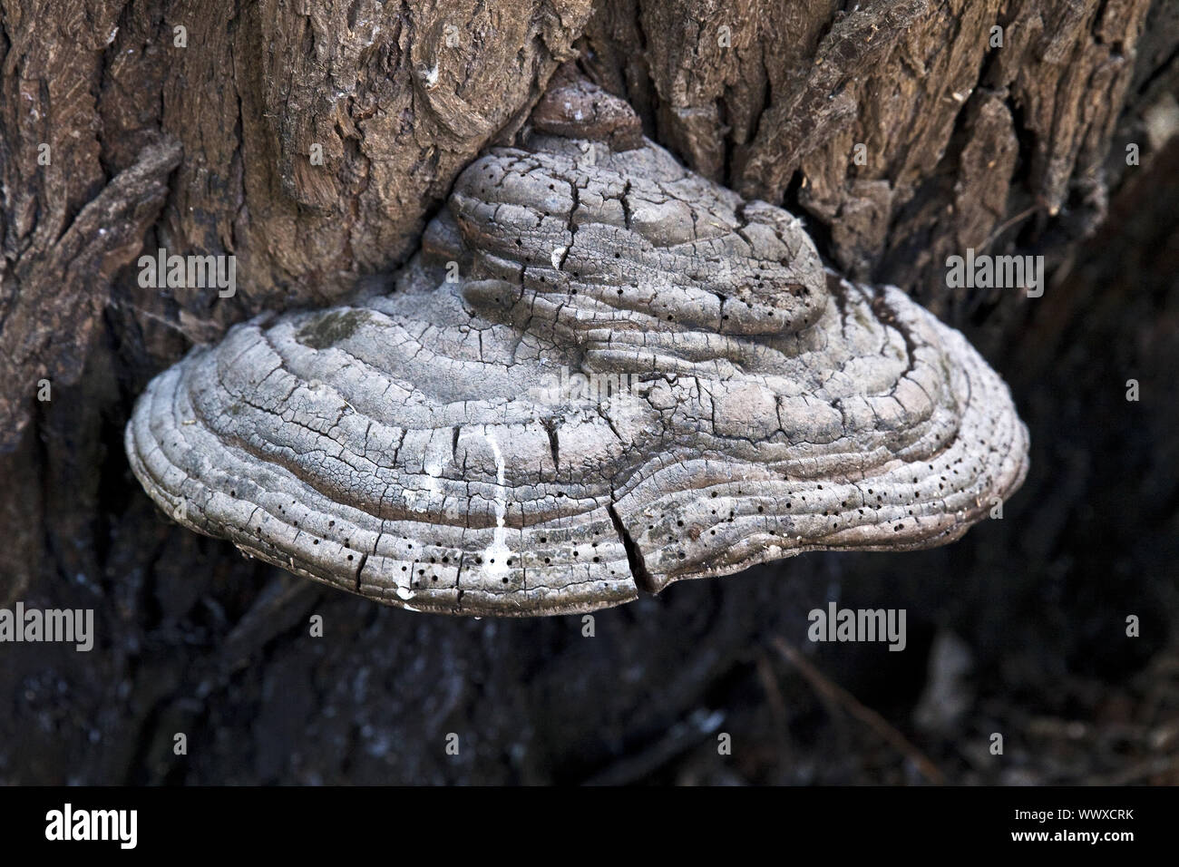 Zunder Pilz, Huf Pilz, Zunder Conk, Zunder Polypore, Zunder, (Fomes fomentarius Halterung) Stockfoto