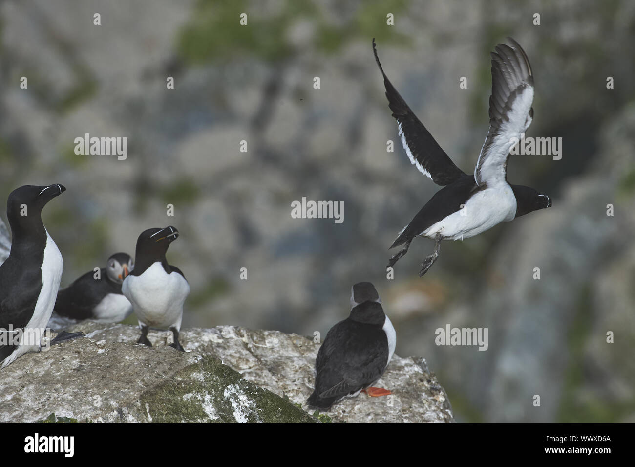 Tordalk Stockfoto