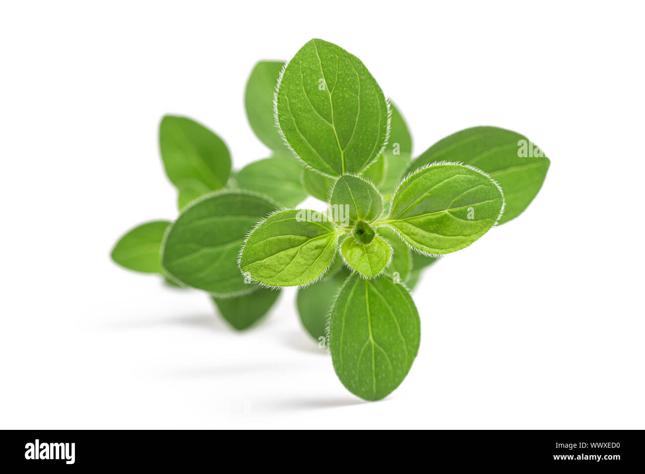 Oregano (Origanum vulgare) auf weißem Hintergrund Stockfoto