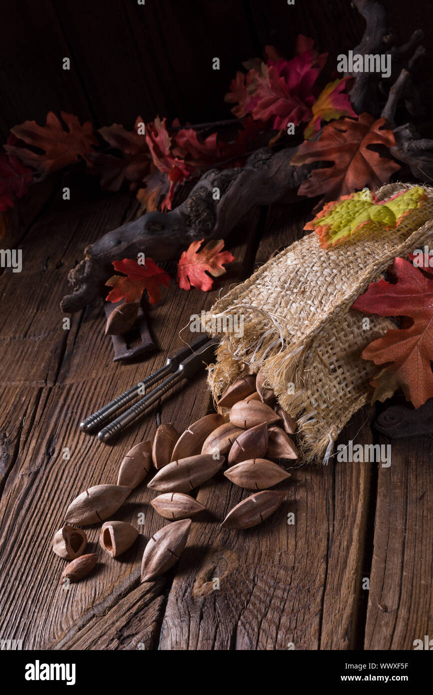 Canarium ovatum, allgemein bekannt als Pili ist eine Pflanzenart aus der Gattung der tropischen Baum Stockfoto