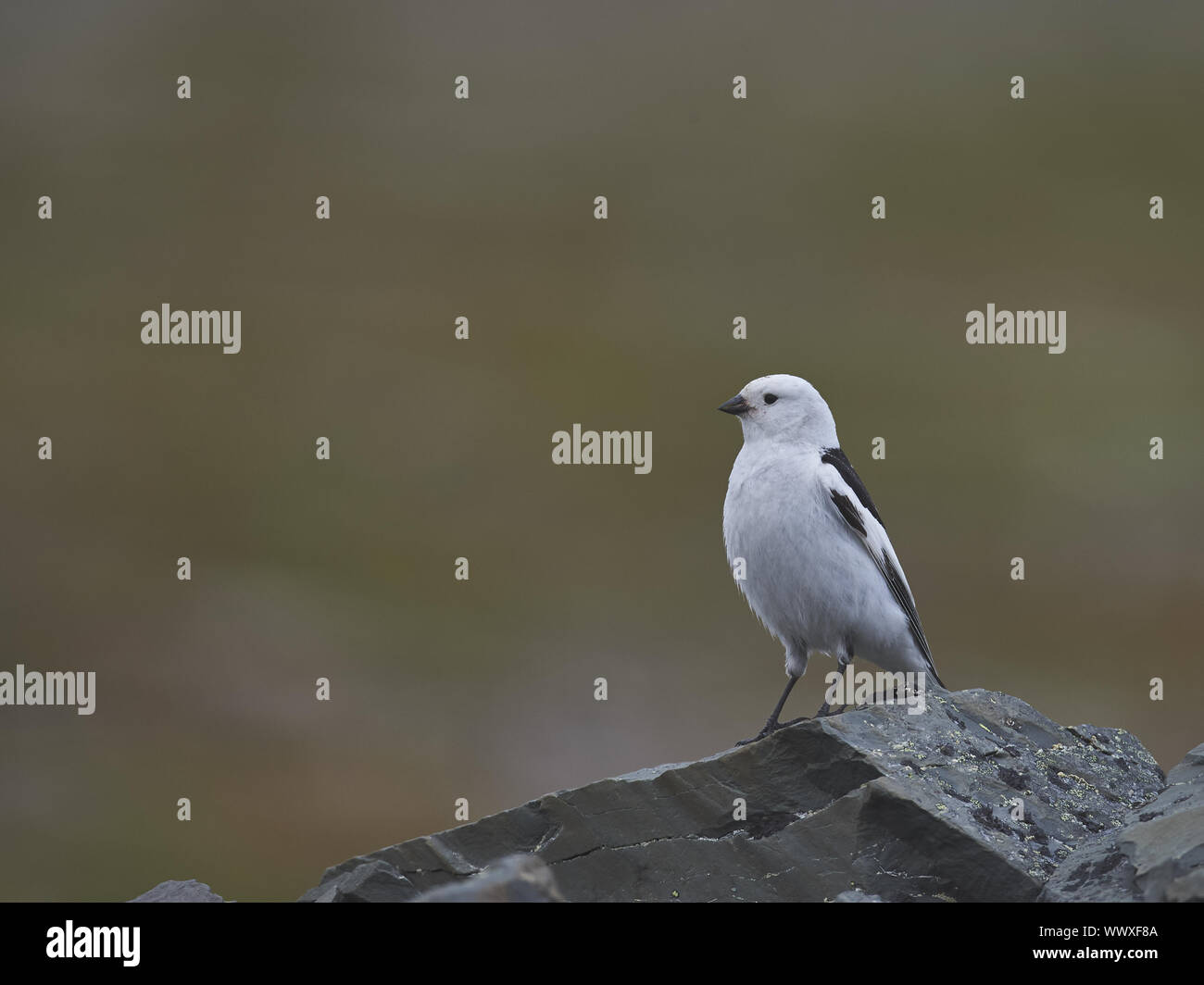 Schneeammer Stockfoto