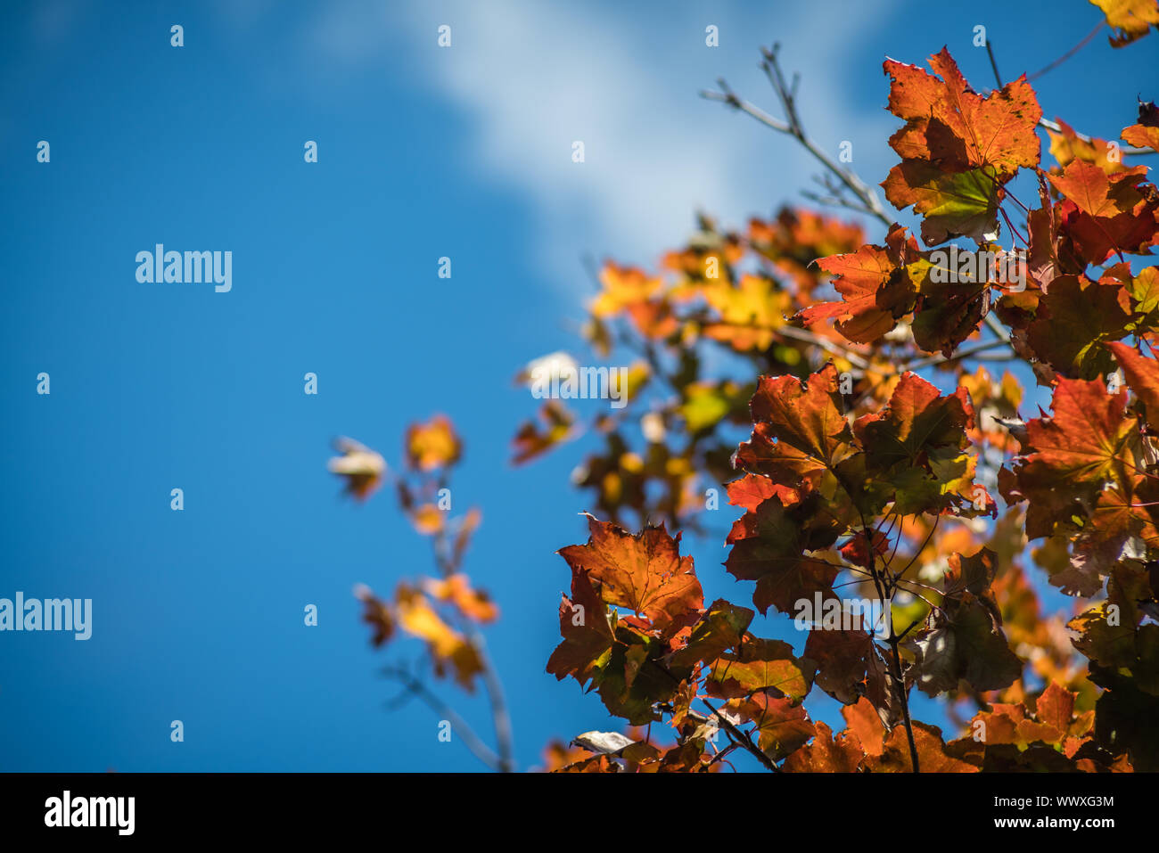 Rot, grün, gelb und orange Blätter am Baum im Herbst Stockfoto