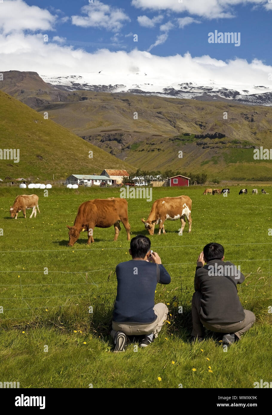 Asiatische Touristen, die Bilder von grasenden Kühen vor dem Eyjafjallajoekull, Island, Europa Stockfoto