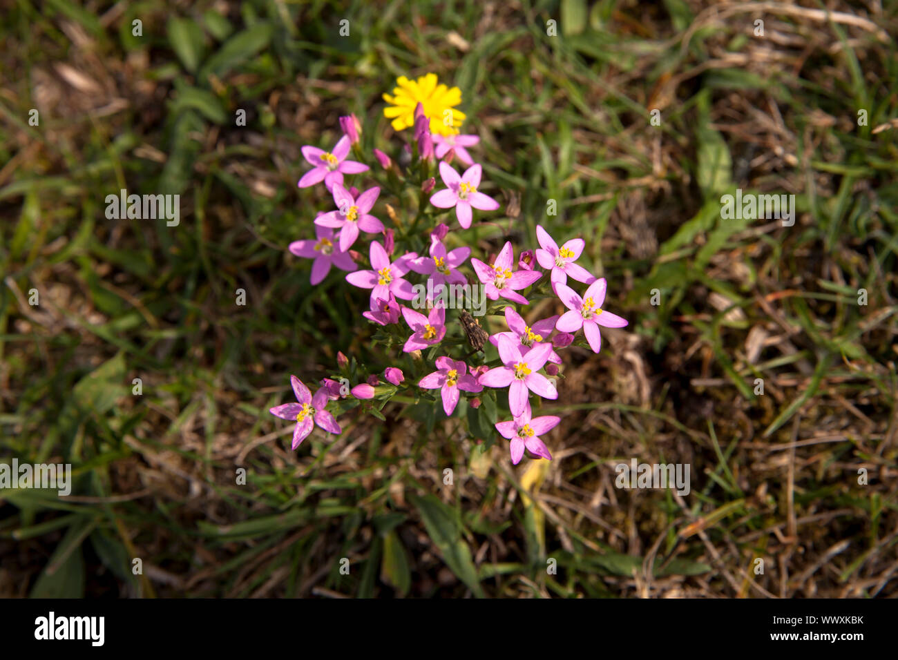 Centaury (lat. Centaurium) im Naturpark in der Nähe von Vrouwenpolder Oranjezon auf der Halbinsel Walcheren, Zeeland, Niederlande Tausengueldenkraut (lat. Stockfoto