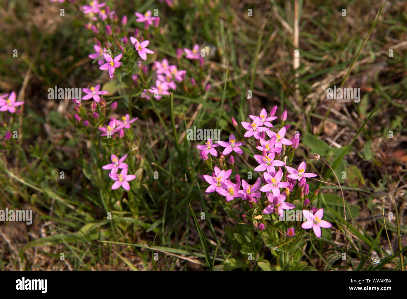 Centaury (lat. Centaurium) im Naturpark in der Nähe von Vrouwenpolder Oranjezon auf der Halbinsel Walcheren, Zeeland, Niederlande Tausengueldenkraut (lat. Stockfoto