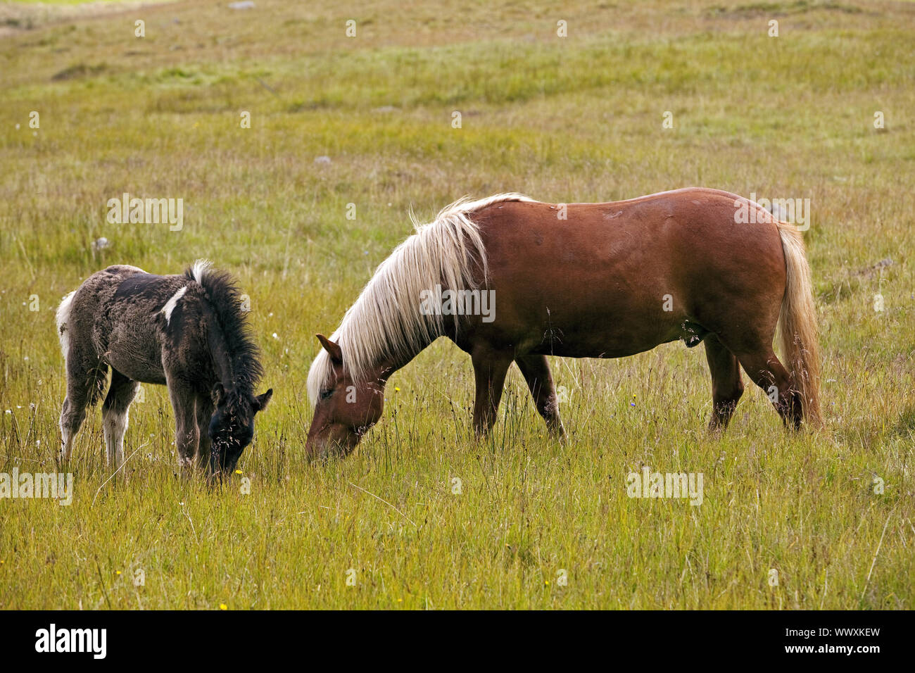 Isländischen Pferd (Equus przewalskii f. caballus), Hengst mit Fohlen, Seydisfjoerdur, Island, Europa Stockfoto