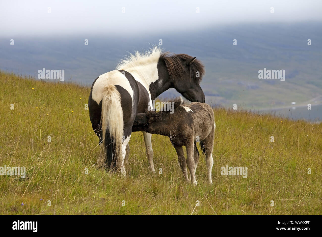 Isländischen Pferd (Equus przewalskii f. caballus), Stute mit Fohlen, Seydisfjoerdur, Island, Europa Stockfoto