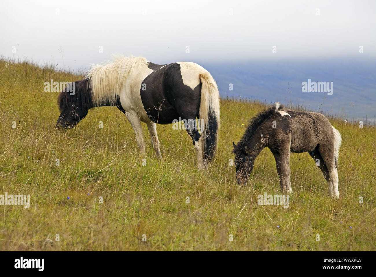 Isländischen Pferd (Equus przewalskii f. caballus), Stute mit Fohlen, Seydisfjoerdur, Island, Europa Stockfoto