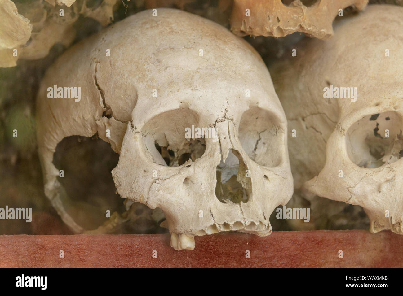Menschlicher Schädel auf Anzeige in Kambodscha killing fields Stockfoto