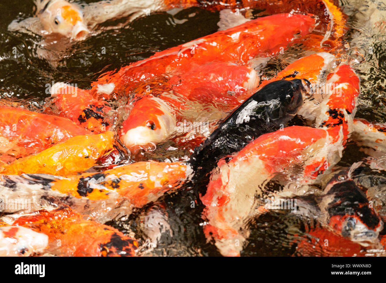 Koi Karpfen Feeding Frenzy in Asien Stockfoto