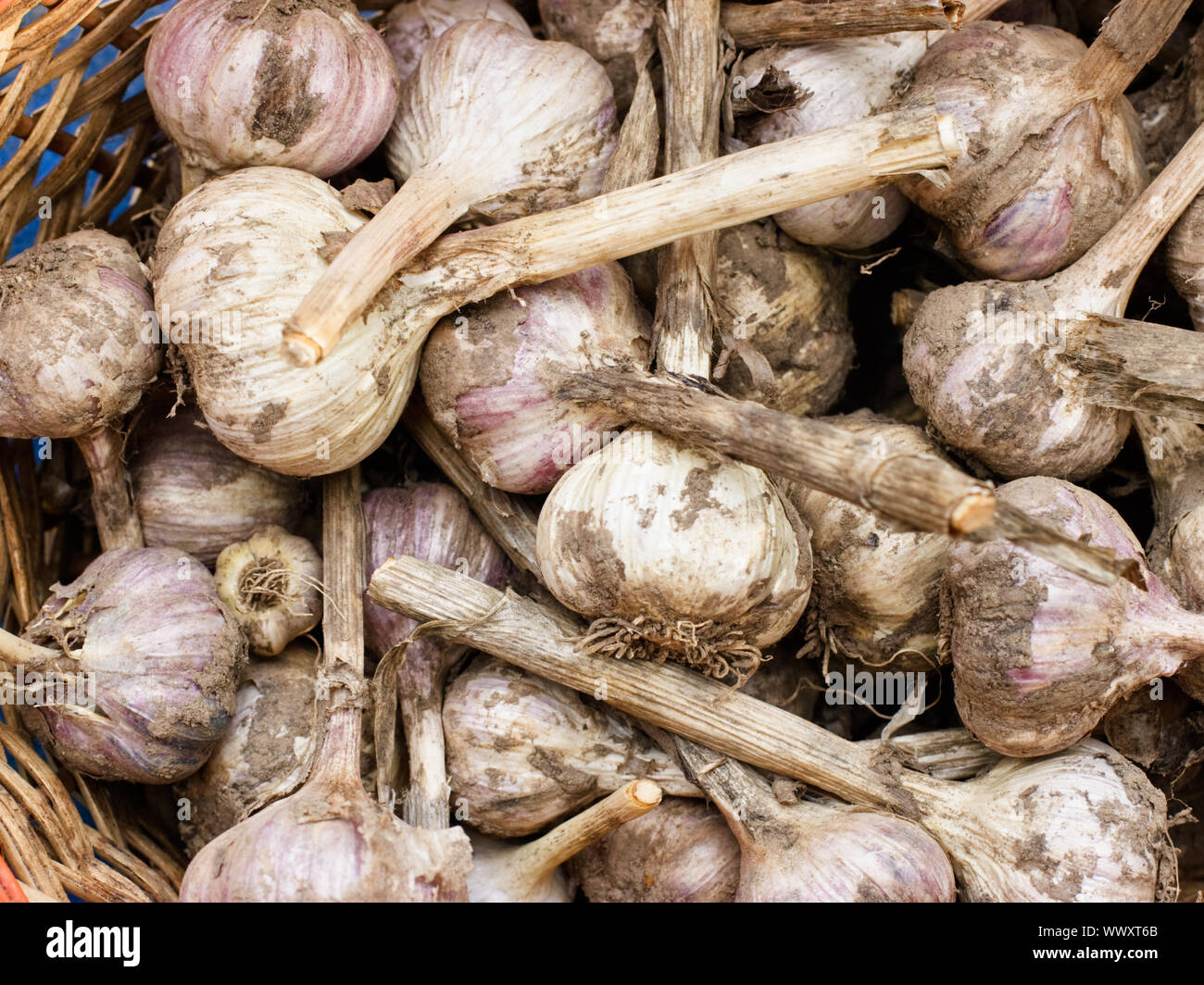 Geernteten Knoblauch Zwiebeln in einem Korb Stockfoto