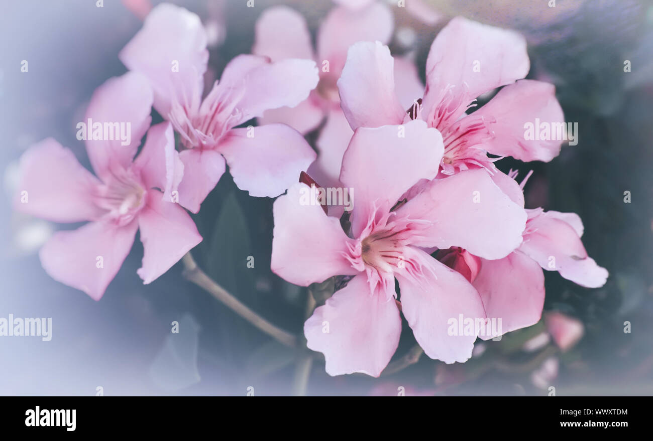 Schönes blühende rosa Oleander Busch. Stockfoto