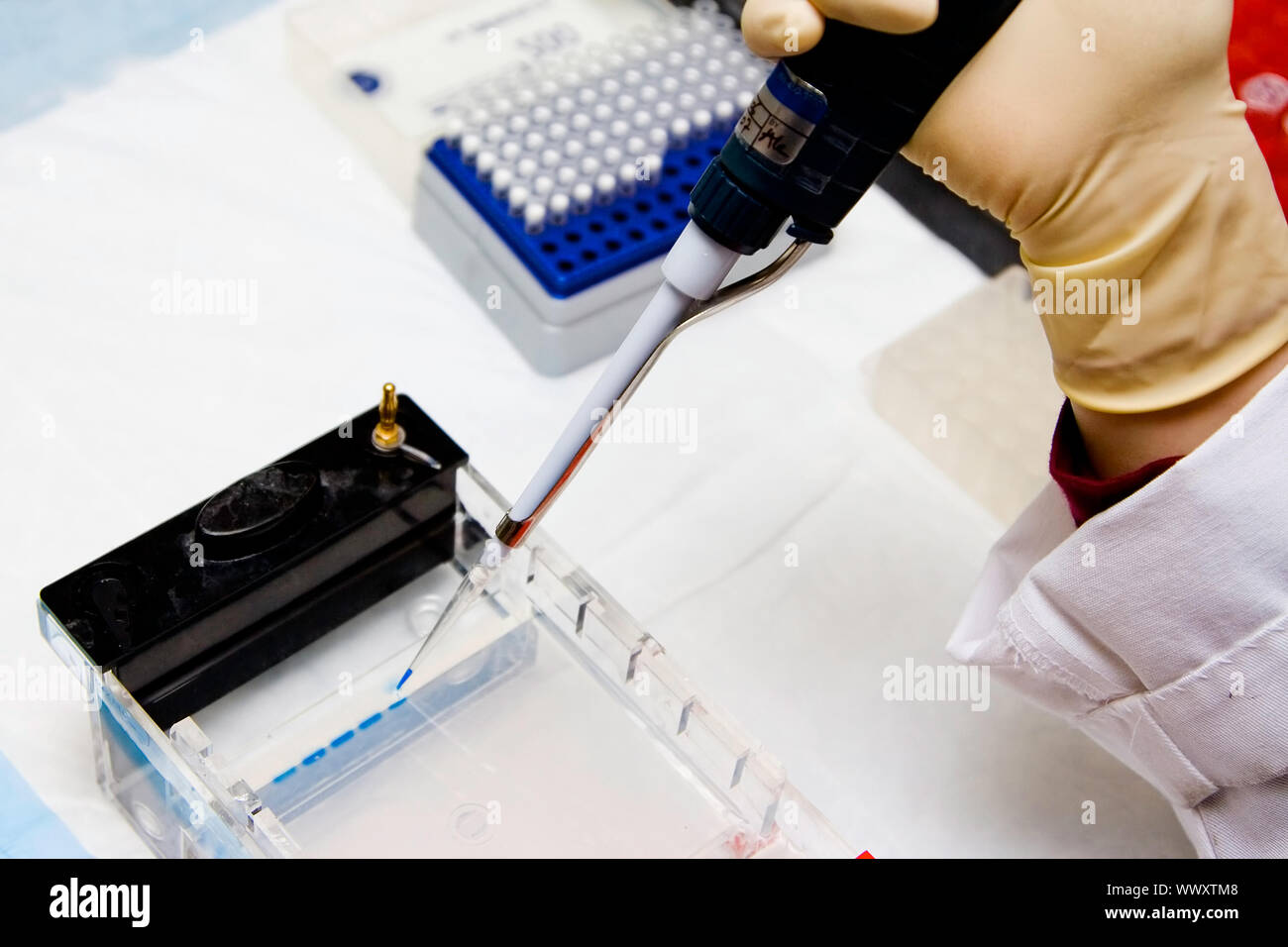 Wissenschaftler laden ein Agarosegel für die Elektrophorese Stockfoto