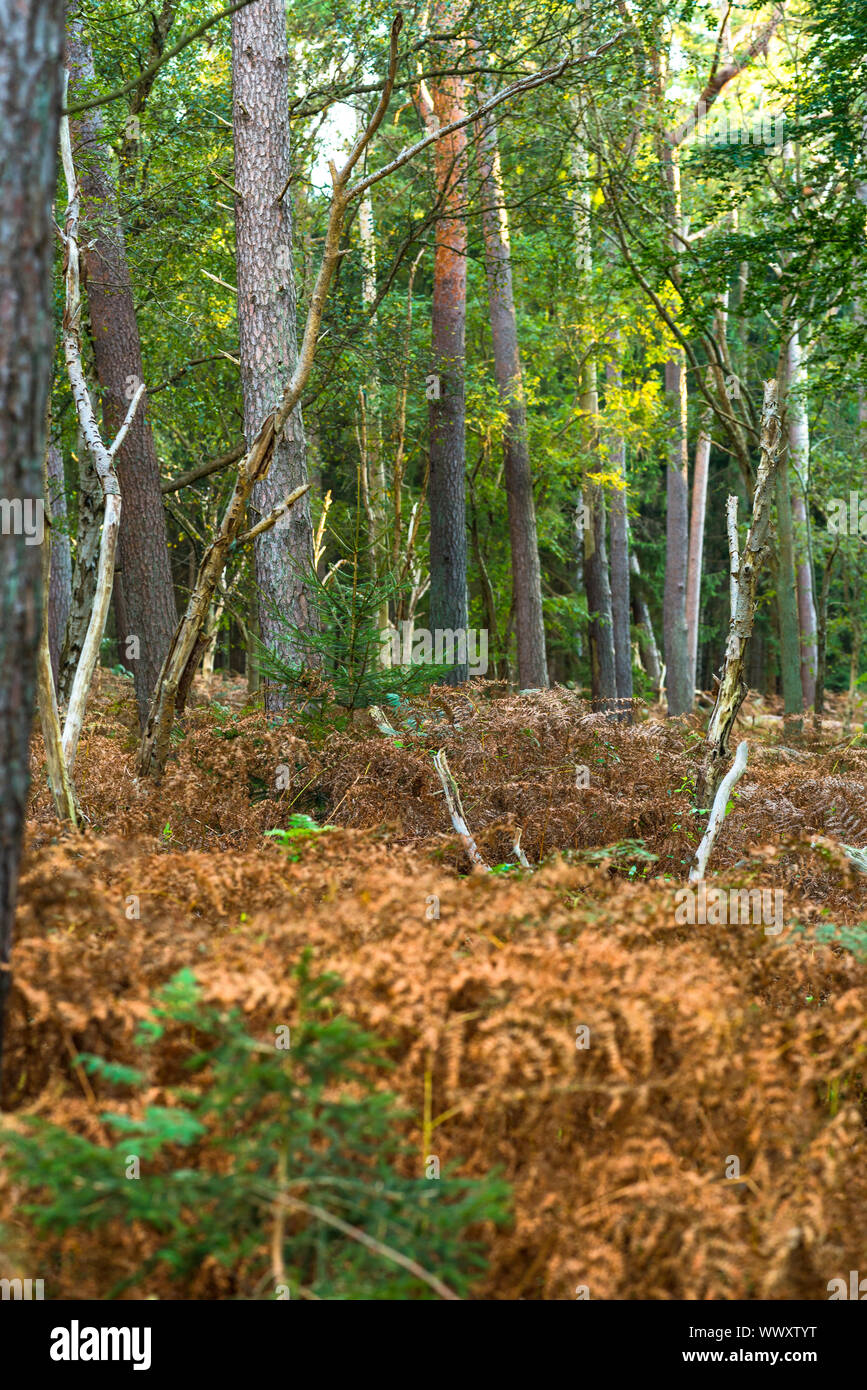 Wald im Norden von Deutschland, der Naturpark Ribnitz-Damgarten Stockfoto