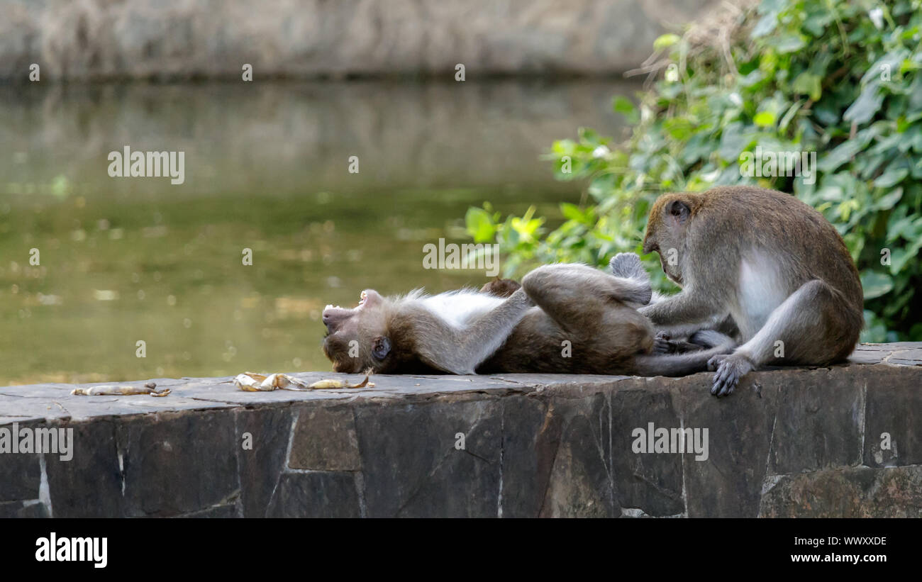 Schreien Makaken in einem Park in Thailand examed durch eine zweite Stockfoto