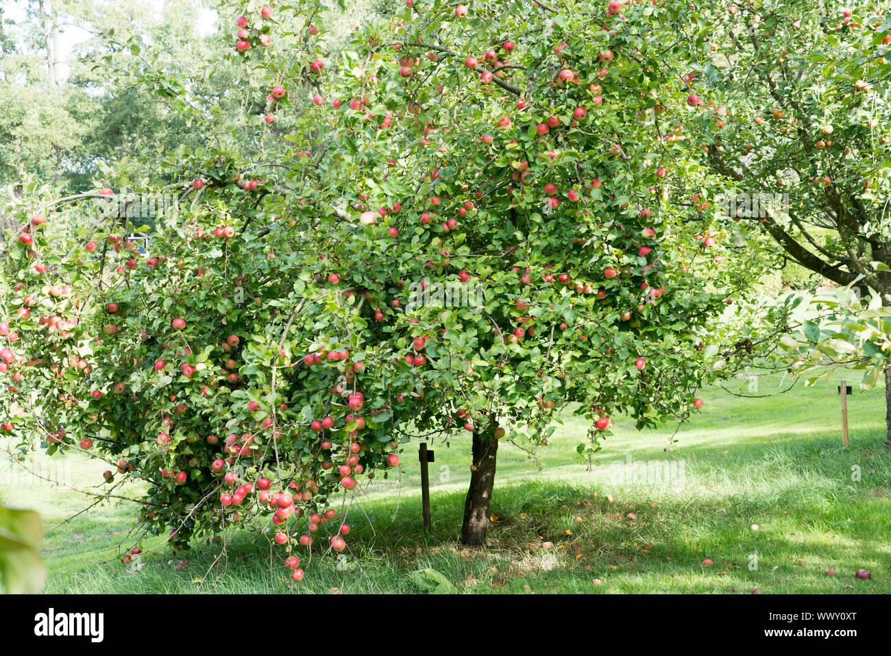 Deutsche apple Cultivar, Deutschland, Europa Stockfoto