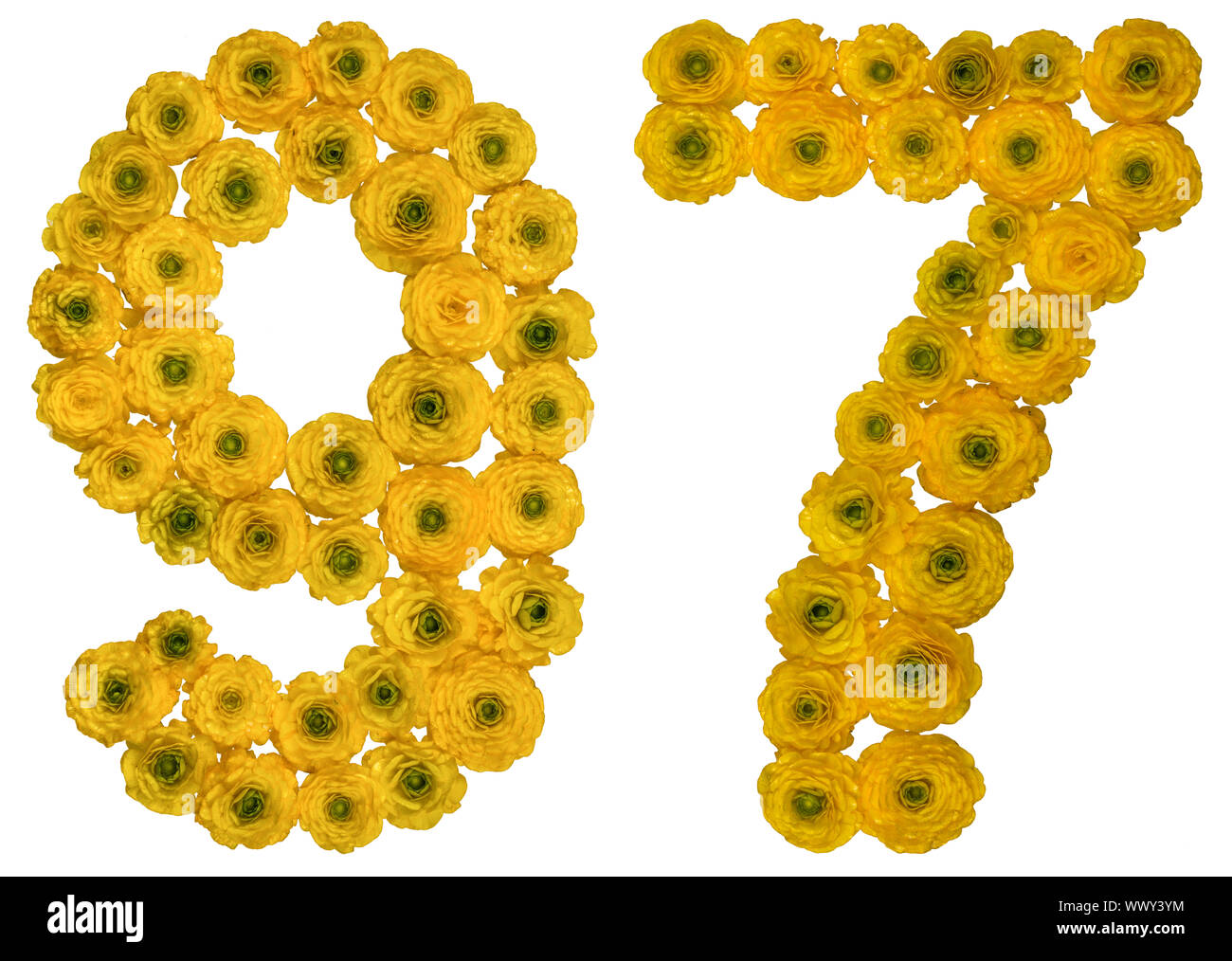 Arabische Zahlen 97, 90 Sieben, von gelben Blumen der Hahnenfuß, auf weißem Hintergrund Stockfoto