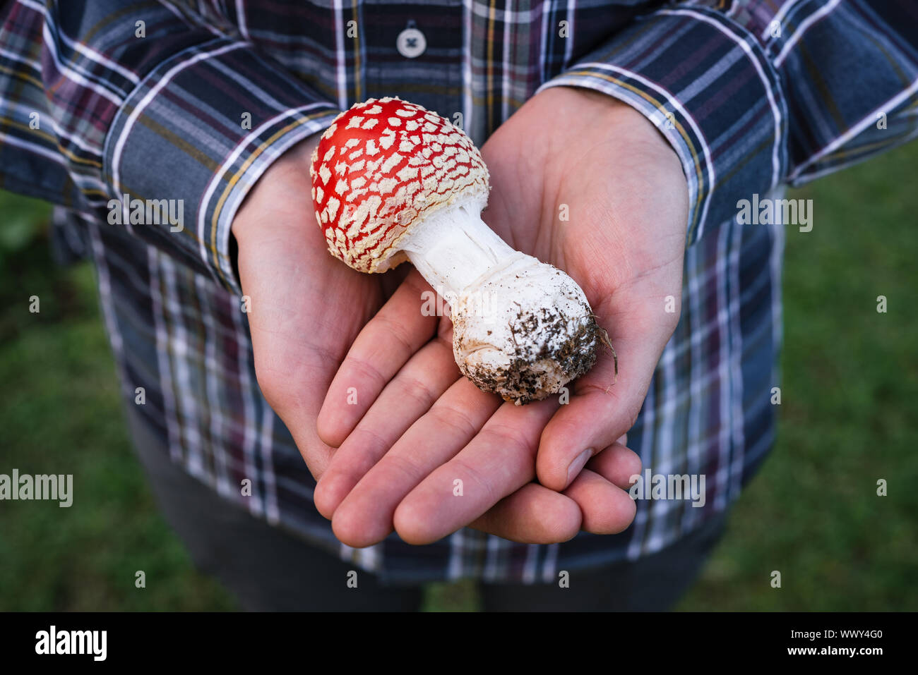 Red fly Agaric (Amanita muscaria) in den Händen von einem Kerl. Giftige waldpilz. Herbst Gaben der Natur Stockfoto