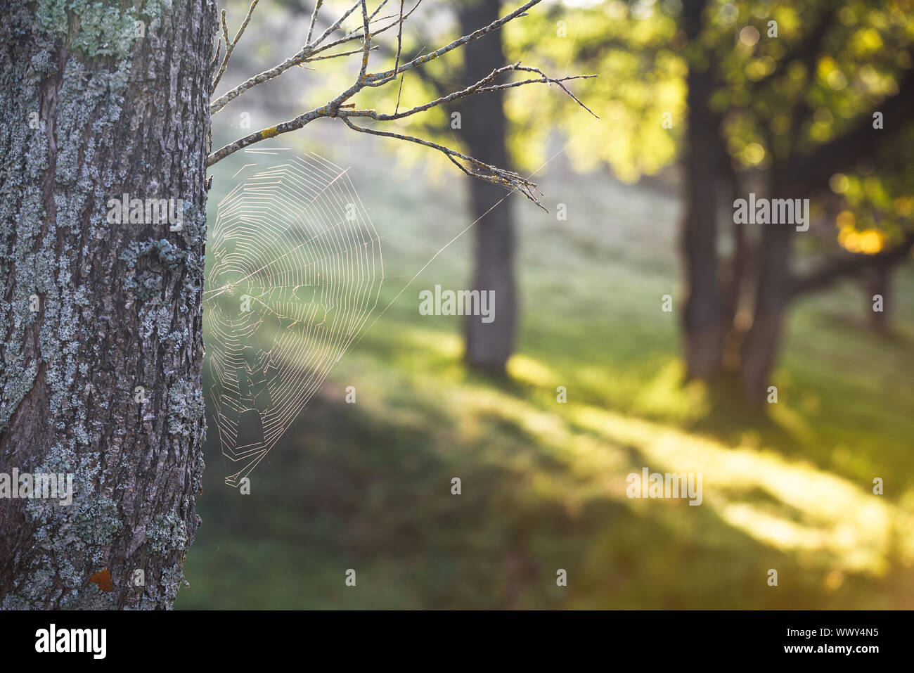 Natürliche Herbst Hintergrund für Design. Spider Web auf einem Baum mit schönen Bokeh. Garten auf einem Landgut Stockfoto