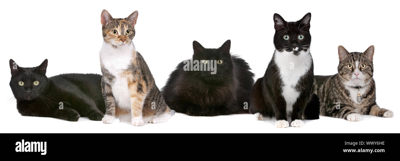 Gruppe von Katzen vor einem weißen Hintergrund Stockfoto