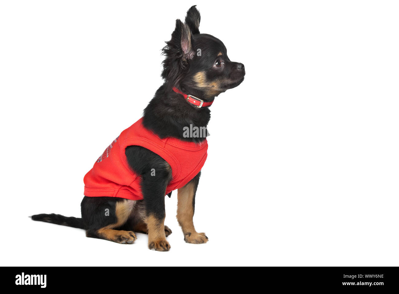 Chihuahua mit rotem Hemd vor einem weißen Hintergrund Stockfoto
