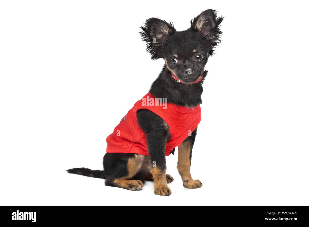 Chihuahua mit rotem Hemd vor einem weißen Hintergrund Stockfoto