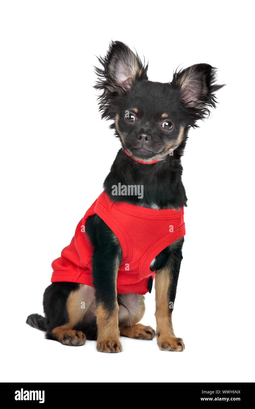 Chihuahua mit rotem Hemd vor einem weißen Hintergrund Stockfoto