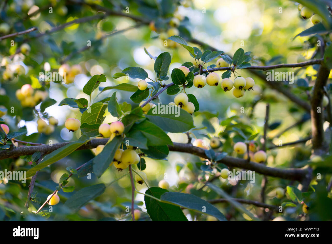 Dekorative Äpfel im Herbst, ornamentalen Äpfel, Deutschland, Europa Stockfoto