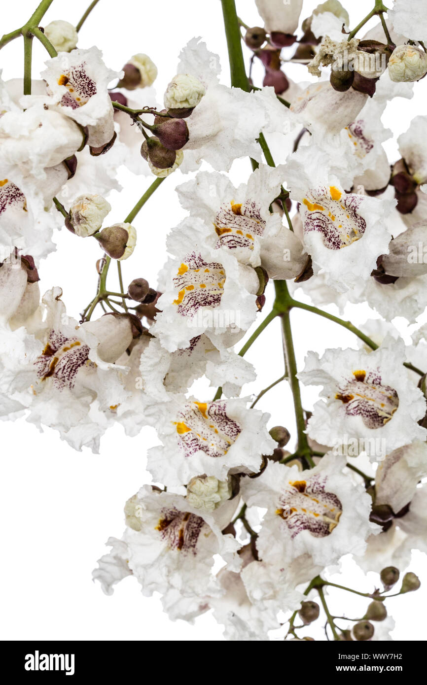 Die Blütezeit der Bäume Catalpa, lat. Catalpa speciosa, auf weißem Hintergrund Stockfoto