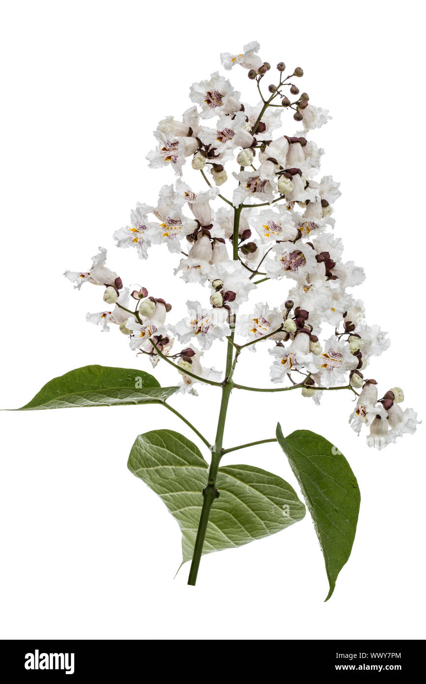 Die Blütezeit der Bäume Catalpa, lat. Catalpa speciosa, auf weißem Hintergrund Stockfoto