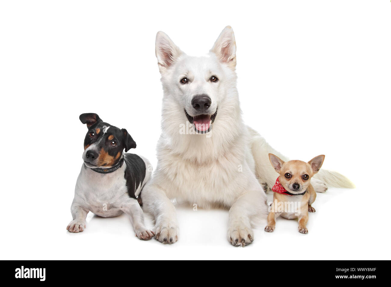 Chihuahua, weißer Schweizer Schäferhund und ein Jack Russel Terrier vor weiß Stockfoto