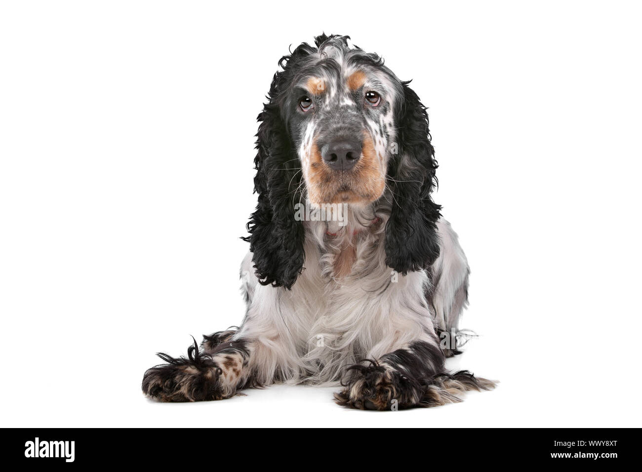 English Cocker Spaniel vor einem weißen Hintergrund Stockfoto